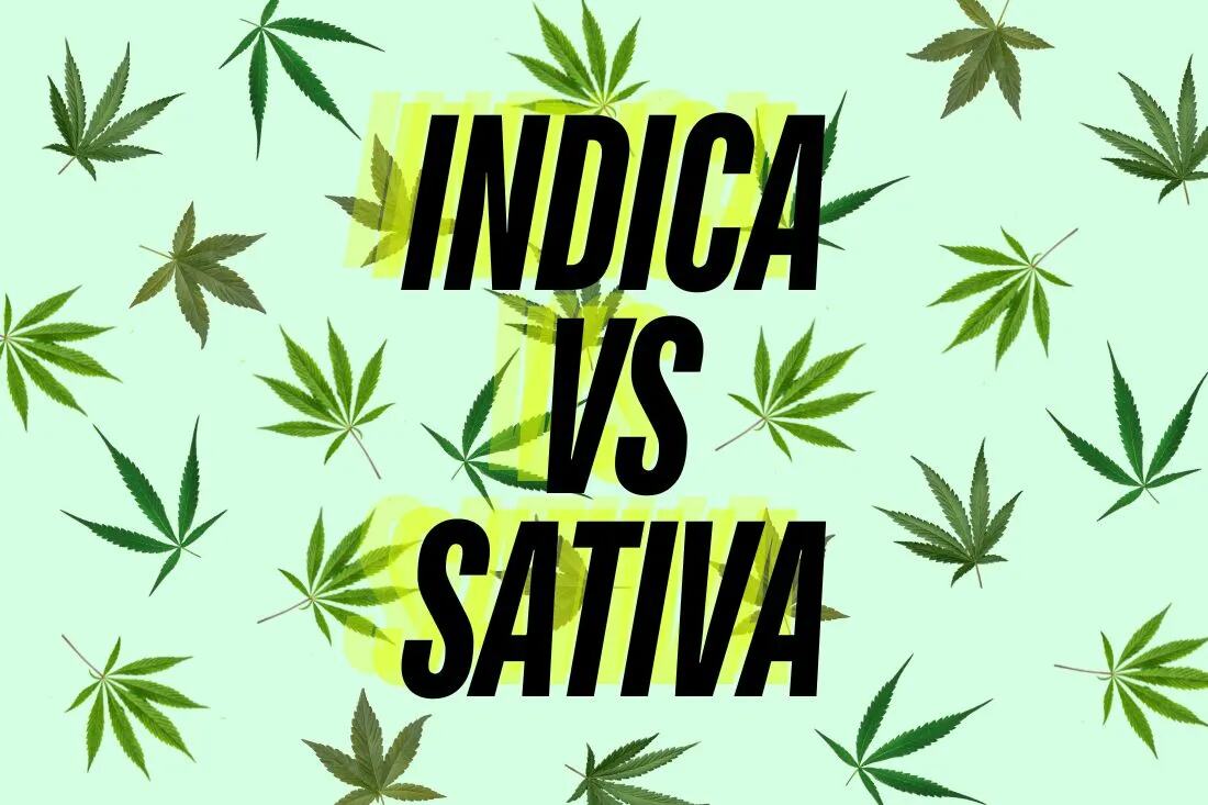 indica vs sativa illustration