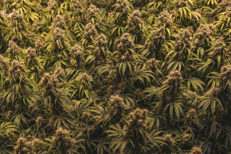 sea of green cannabis grow