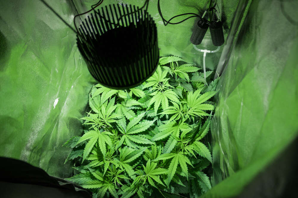 sea of green cannabis plants grow in tent