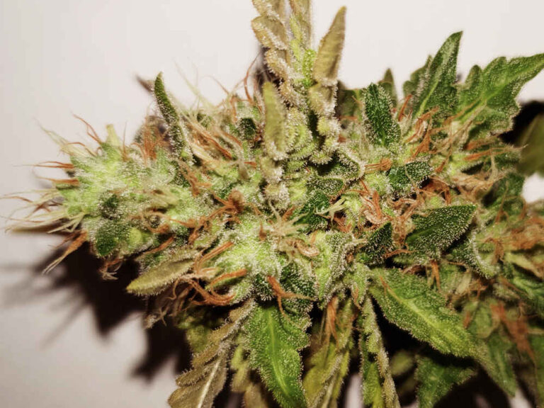 close up of skunk 1 marijuana plant