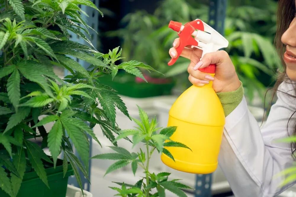 spraying cannabis plant