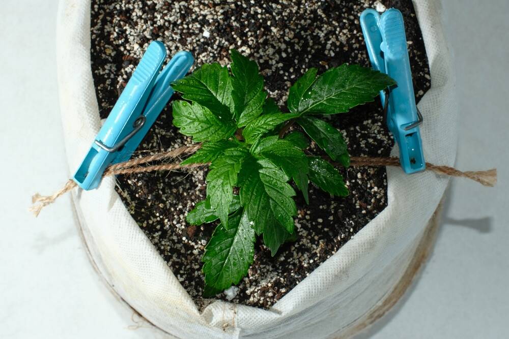 top view of cannabis plant growing LST method