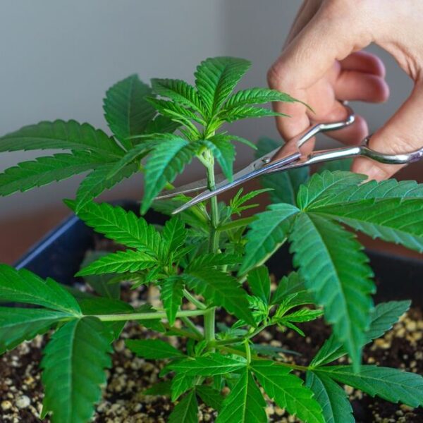 How to Top Cannabis Plants