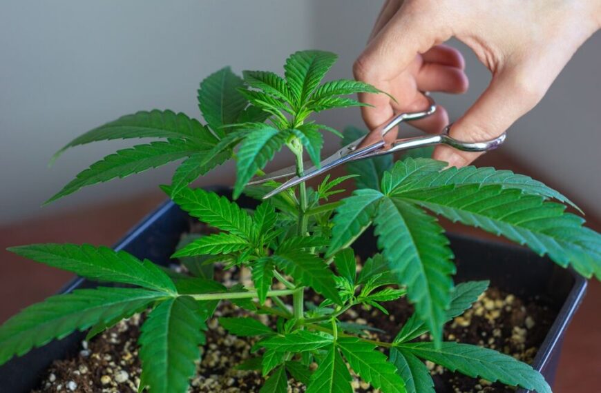 How to Top Cannabis Plants