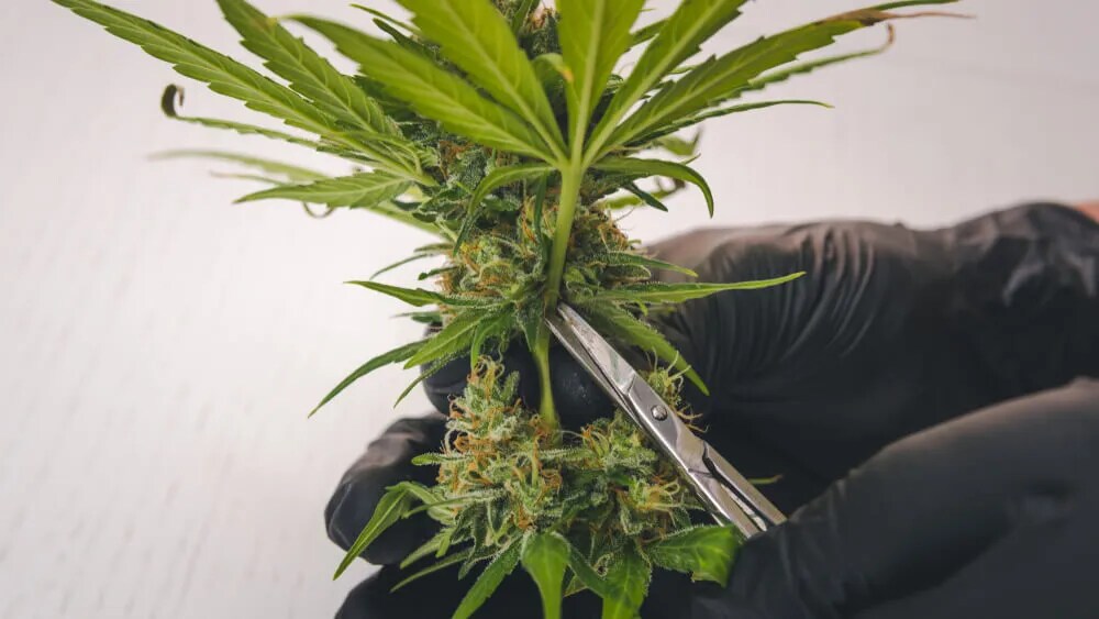 trimming fan leaves of a cannabis plant before drying