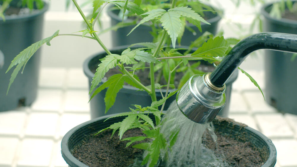 watering cannabis plant in pot with water hose