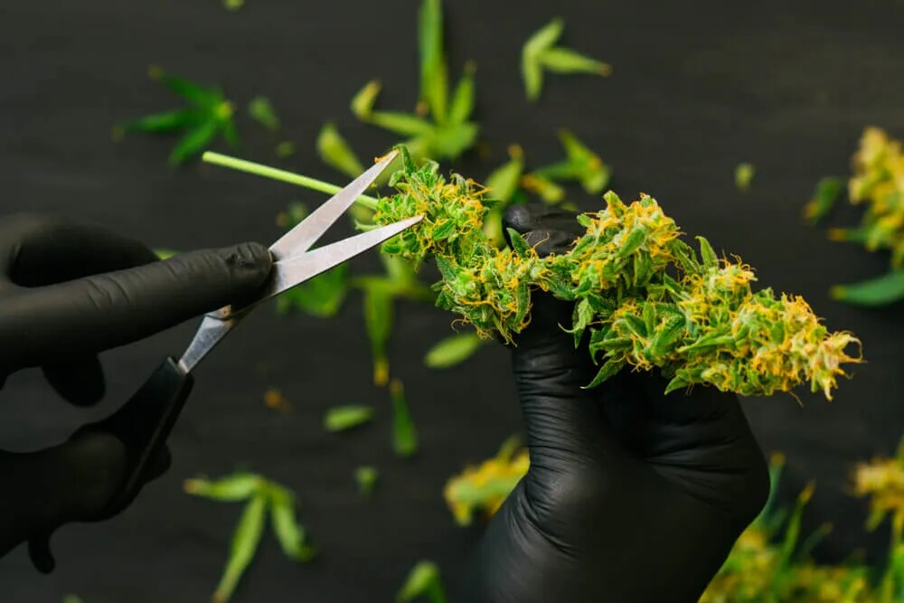 wet trimming marijuana before the drying process