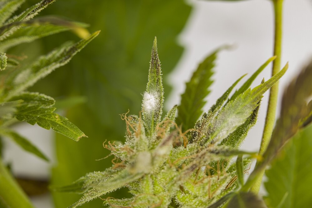 white powdery mildew on cannabis leaves