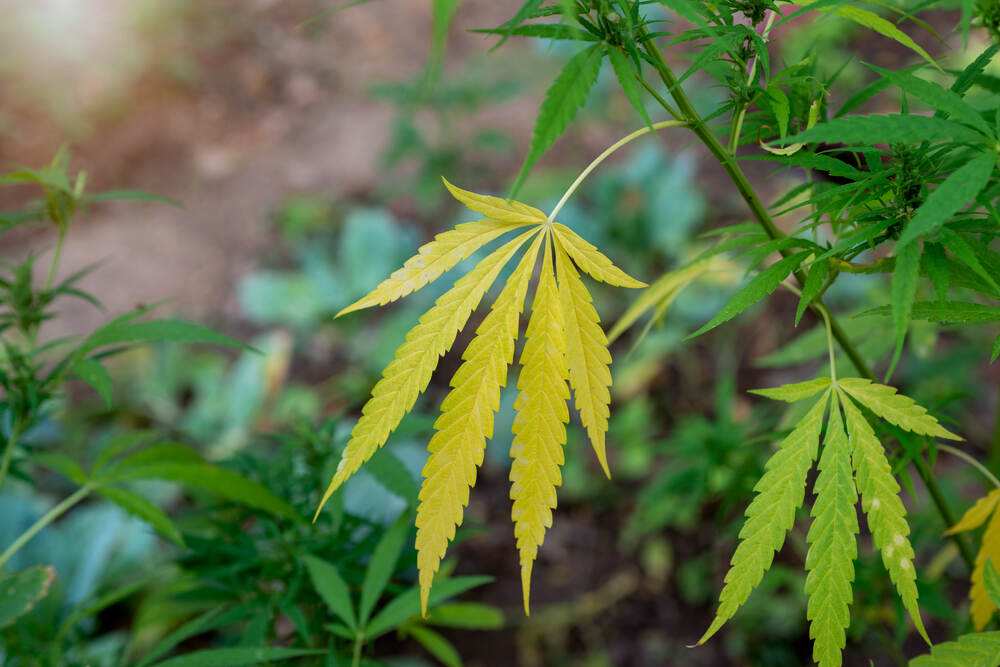 yellow marijuana leaf