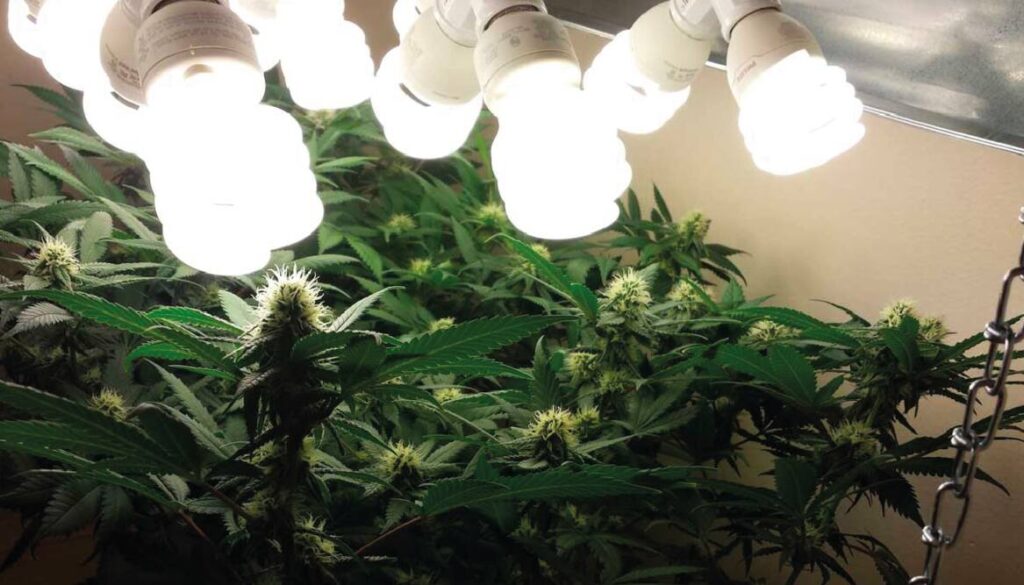 Cannabis plants growing under CFL lights