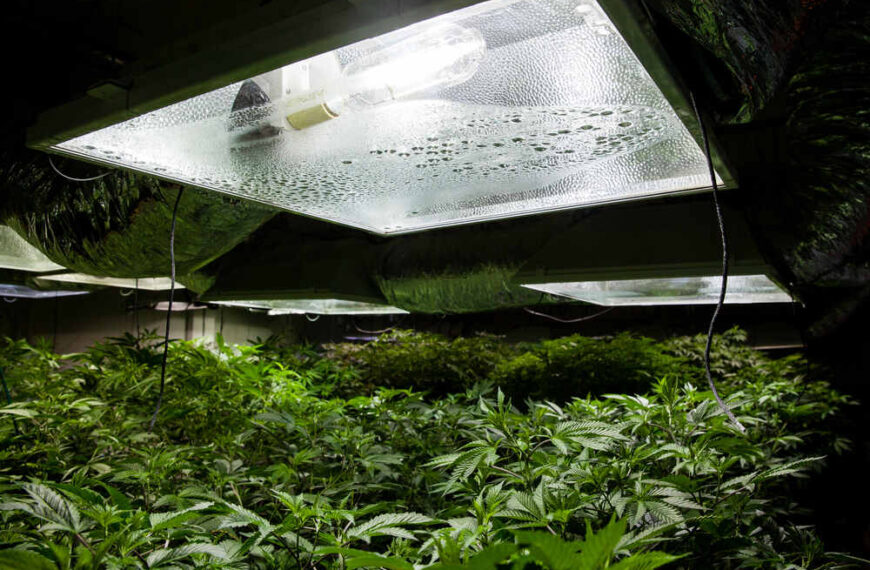 Using HPS Grow Lights for Weed