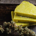 cannabis butter with cannabis buds