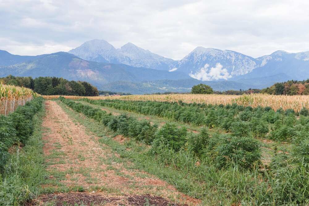 cannabis growing in a field area with mountains in the background