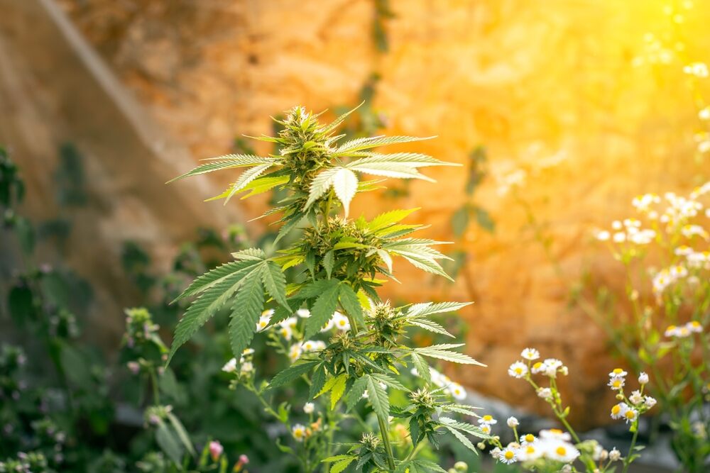 cannabis plant growing outdoors next to daisy plants