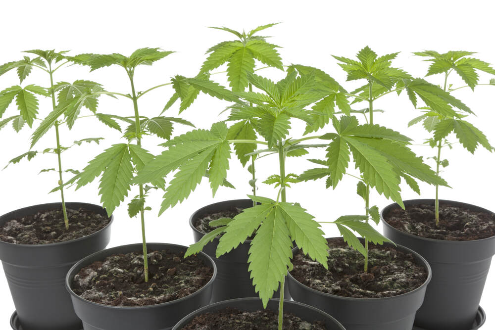 cannabis plants growing in black plastic pots