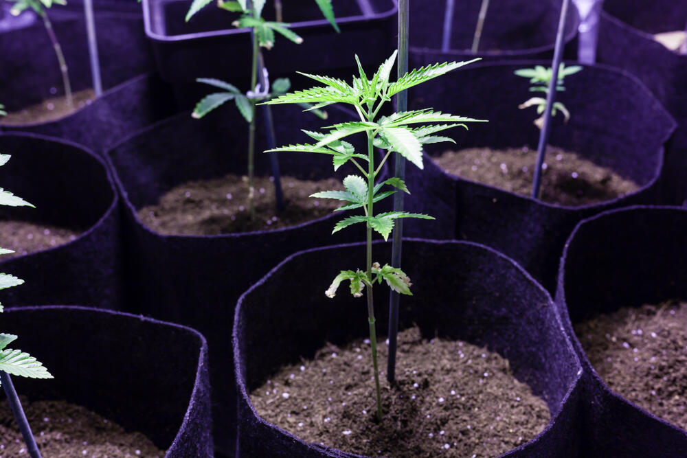 close up of cannabis plant growing in fabric pot