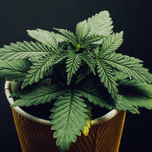 What Are the Best Fruity Indica Strains?