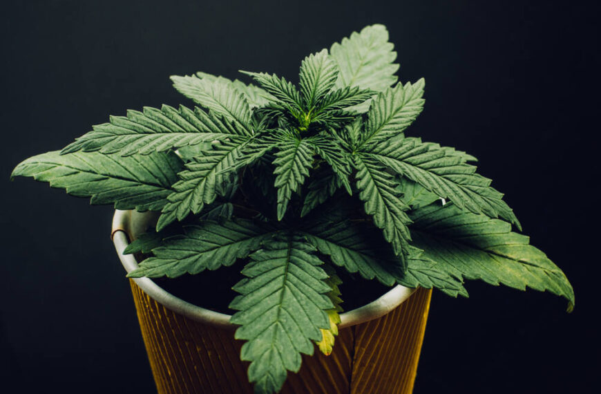 What Are the Best Fruity Indica Strains?