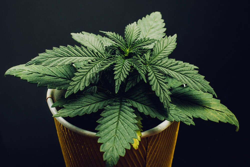 close up of indica cannabis plant growing in grow pot