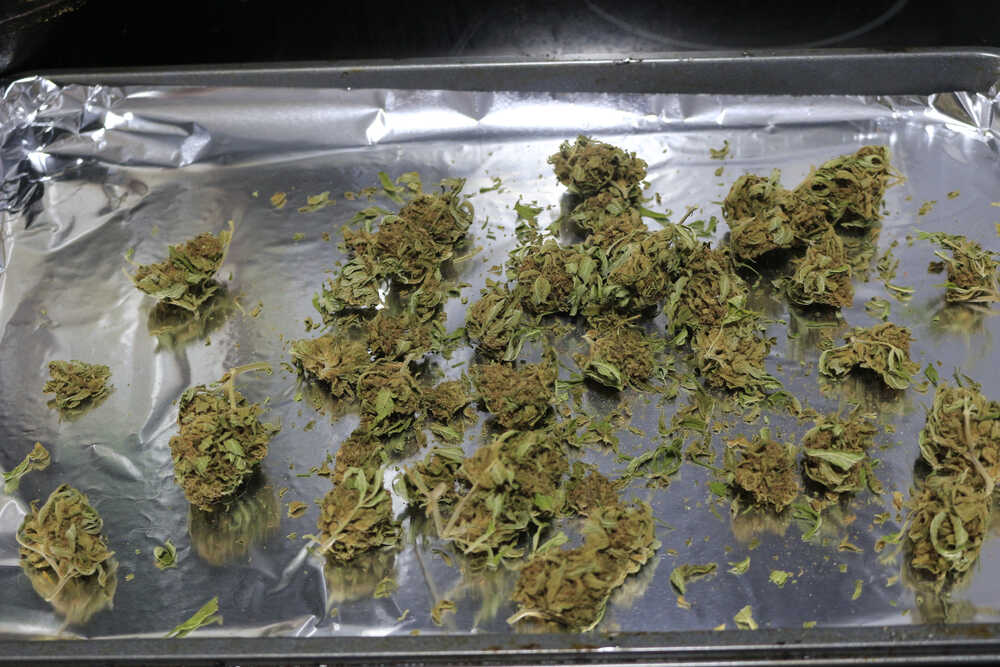 closeup of a dried cannabis flower buds and leaves on a oven tray ready for decarboxylation