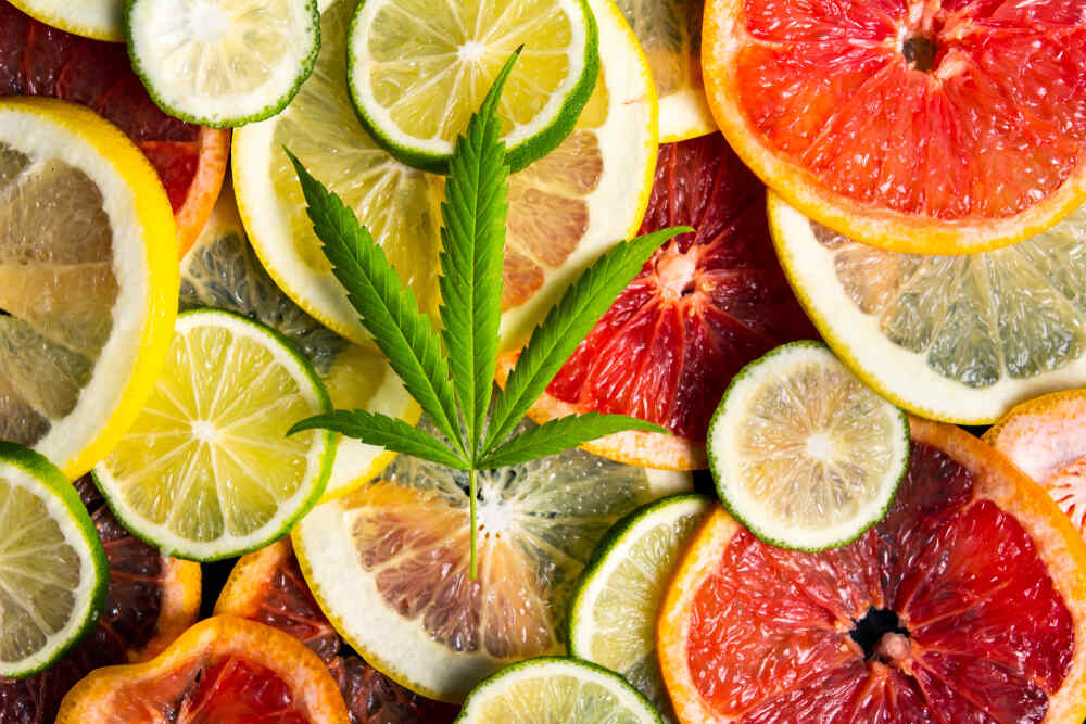 marijuana leaf on top of sliced fruits