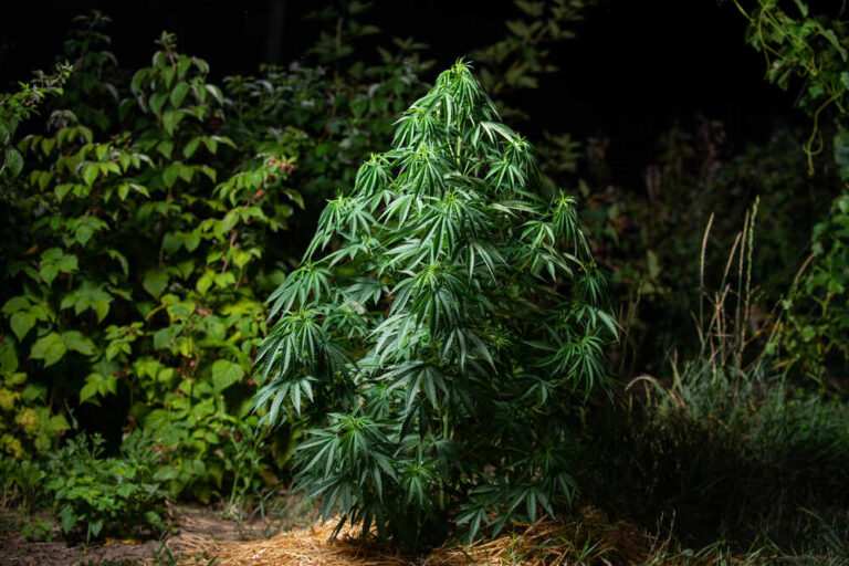 marijuana plant growing outdoor in the backyard at night