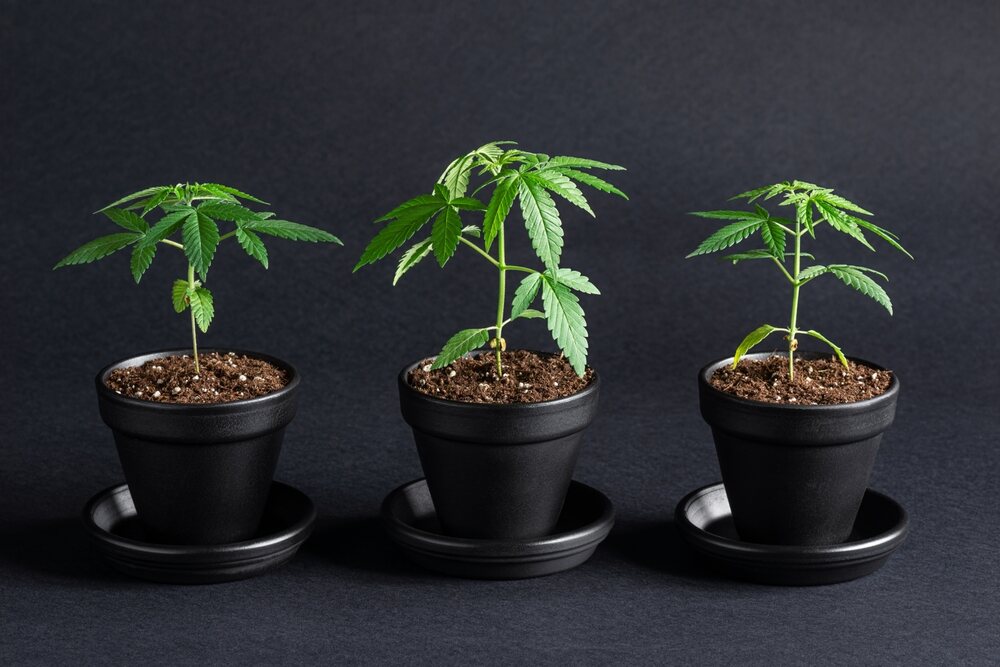 three cannabis plants growing in black grow pots