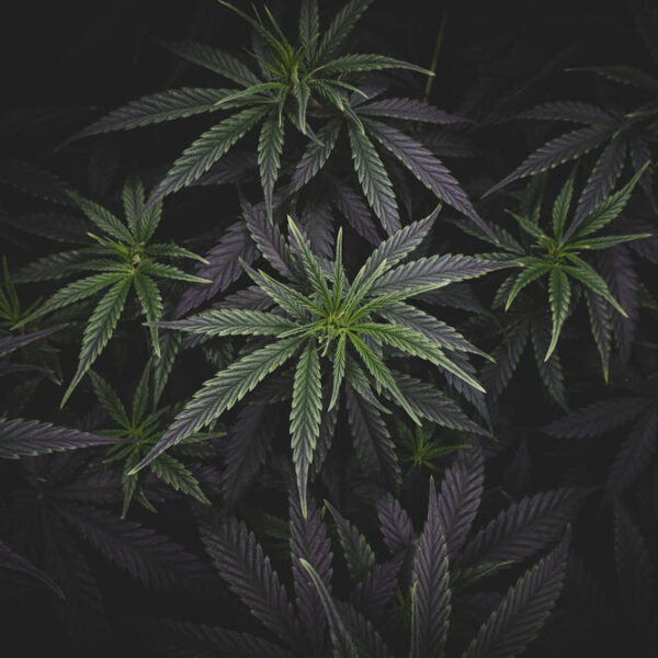 Do Autoflowers Really Need Darkness?