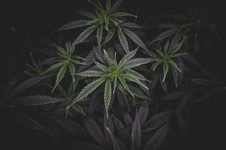 Cannabis plant growing in darkness