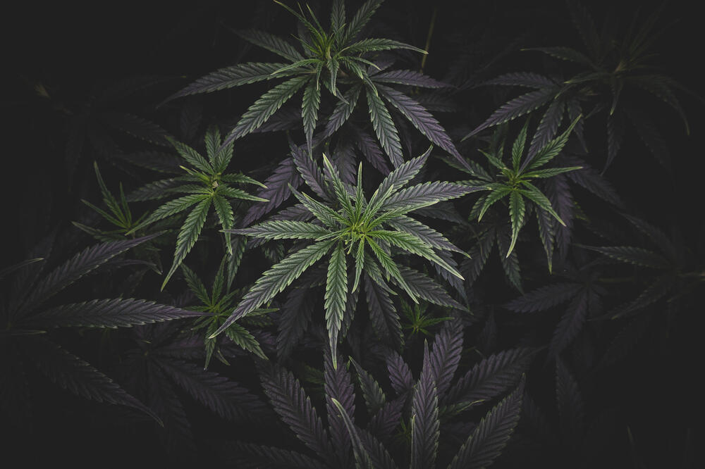 Cannabis plant growing in darkness