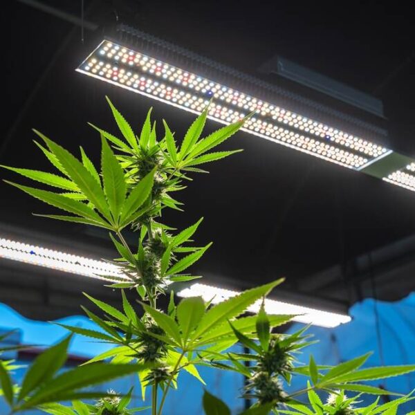 What is the best autoflower light cycle?
