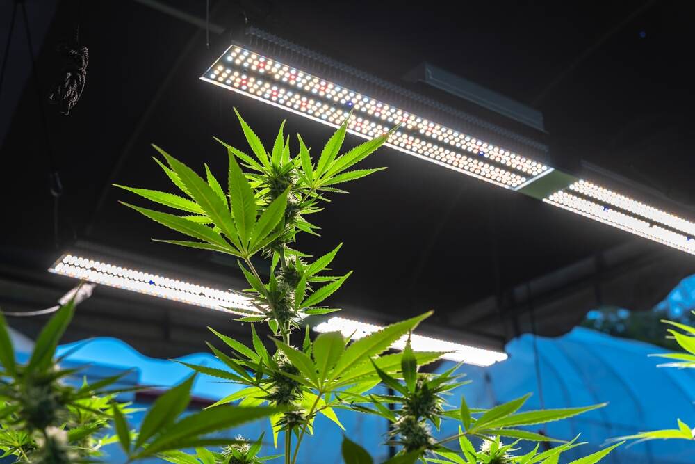 Cannabis plant growing under led lights indoors