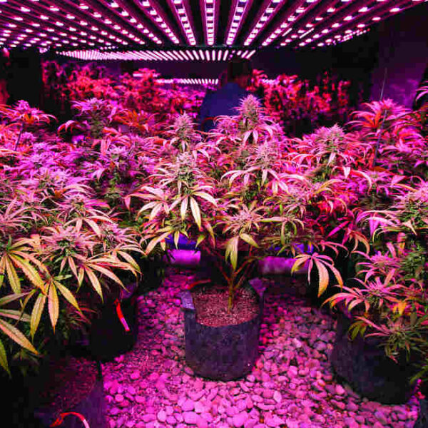 Which grow lights are best for autoflowers?