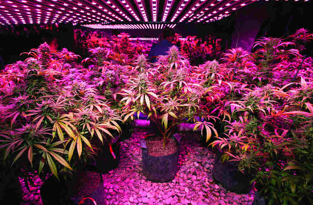 Cannabis plants growing under LED lights