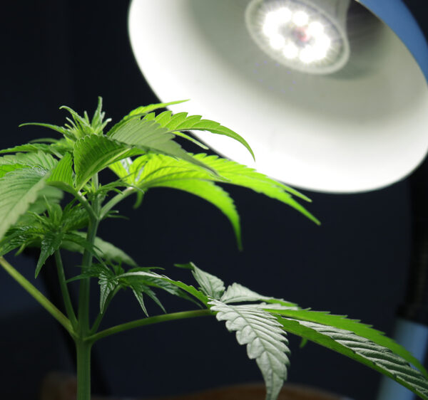 What is the perfect DLI for autoflowers?