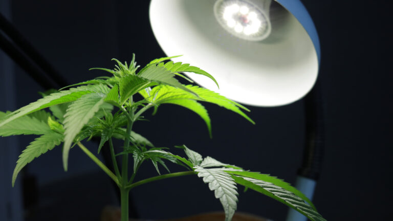 Close up of cannabis plant growing under light