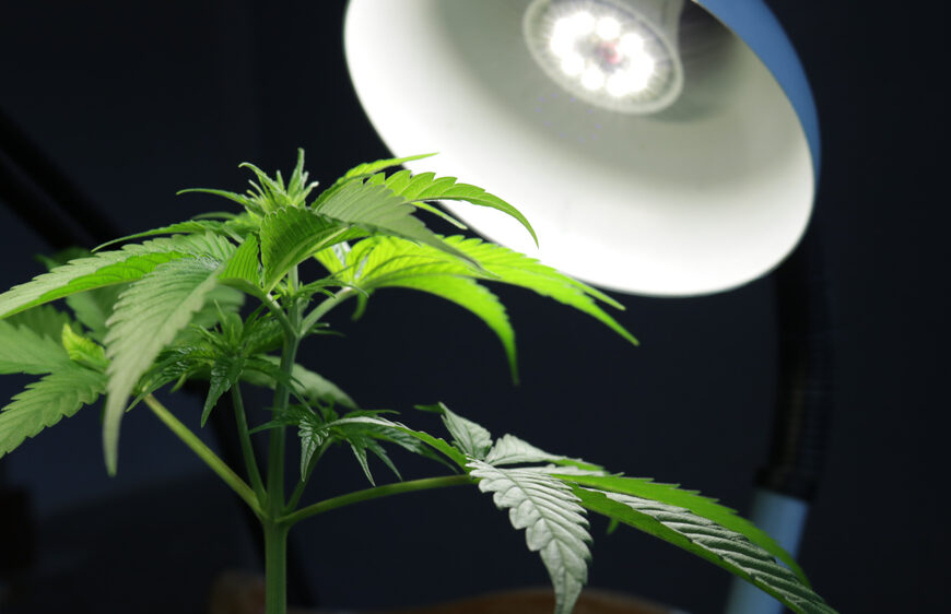 What is the perfect DLI for autoflowers?