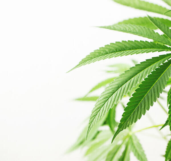 What Are the Best Hybrid Strains?