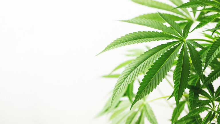 Hybrid Cannabis leaf