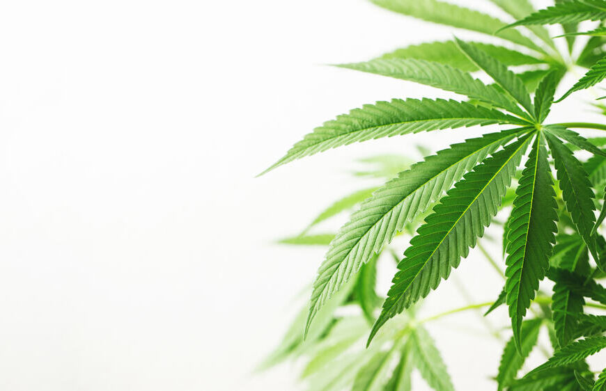 What Are the Best Hybrid Strains?