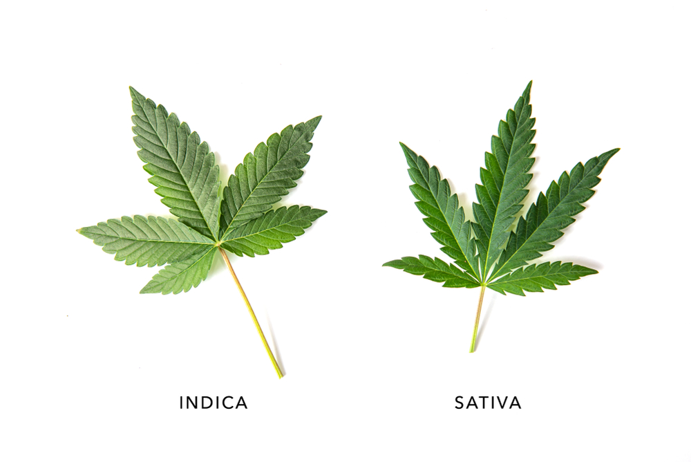 Indica and Sativa cannabis leaves