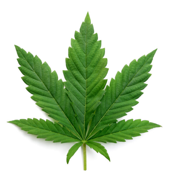 What are the strongest indica strains?