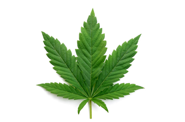 Indica Cannabis Leaf