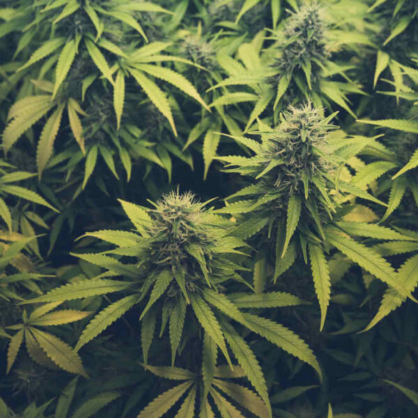 What Are the Best Sativa Strains?