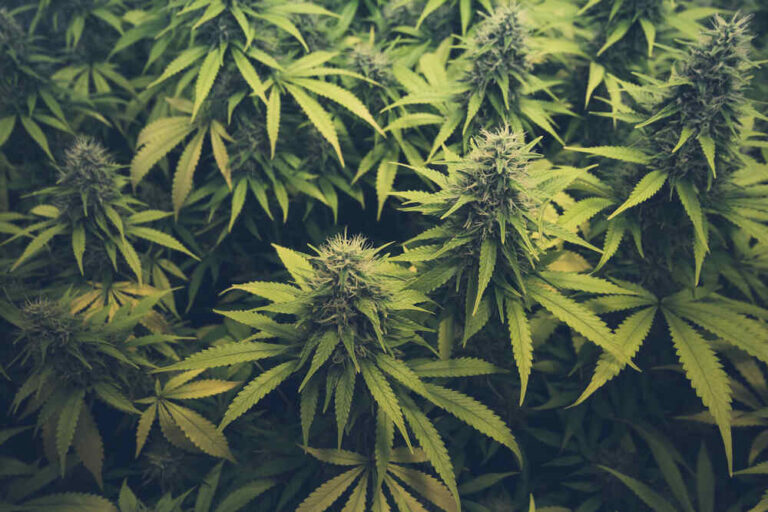 Sativa cannabis plants