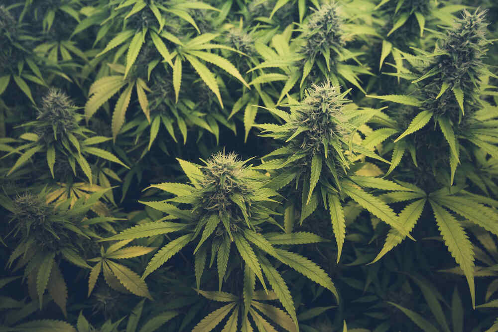 Sativa cannabis plants