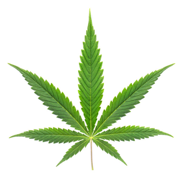 What are the Strongest Sativa Strains?