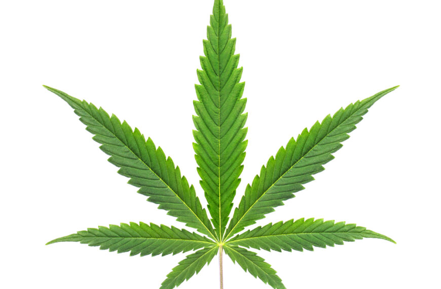 What are the Strongest Sativa Strains?