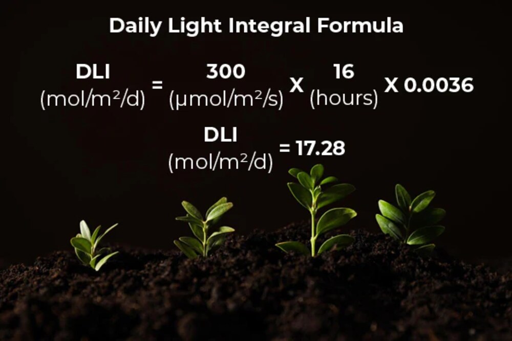 DLI graph