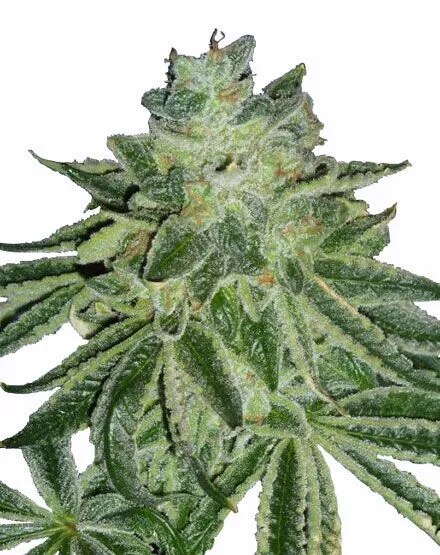 Blue Dream feminized plant